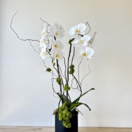 Double Orchid Planter