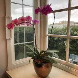 Two pink orchid stems in a metallic pot on a windowsill.