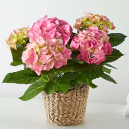 Pink hydrangea plant in a woven basket pot