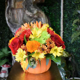 Gathering pumpkin