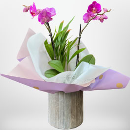Orchid plant lovers