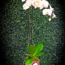 Orchid plant