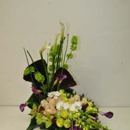 orchid garden