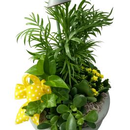 Spring Showers Dish Garden