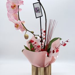 Single orchid plant