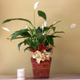 peace lily plant