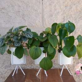 Amore Plants
