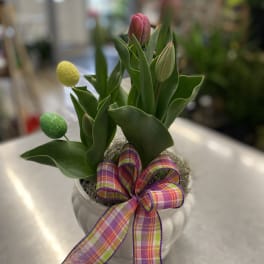 Pink tulips in a white pot with a plaid ribbon bow