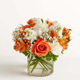 Sweet Citrus Flower 