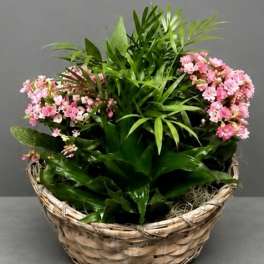 Dish Garden with Blooms - 10inch