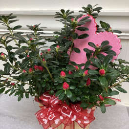 Azalea Plant (shades of pink or red) nestled in a basket