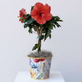 Braided Hibiscus Plant