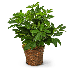 Potted green houseplant in a woven basket planter