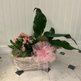 Pink flowering plant in a white basket with a pink bow