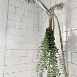 Eucalyptus bundle hanging from a showerhead in a tiled shower