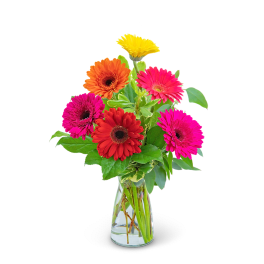 Gleeful Gerbera