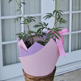 Coral Peony Plant – Elegant Mother’s Day Gift | Brea Flower Delivery