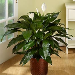 Potted peace lily plant with white blooms in a decorative container