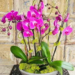Pink orchids arranged in a shallow gray bowl with moss
