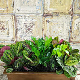 Rectangular planter filled with leafy green and burgundy houseplants