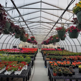 10" Lush Hanging Baskets