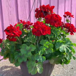 Potted plant with red geranium blooms in a hanging basket
