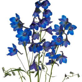 Blue delphinium flowers on tall stems against a white background