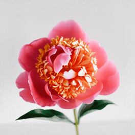 Single pink and coral peony bloom on a stem against a light background