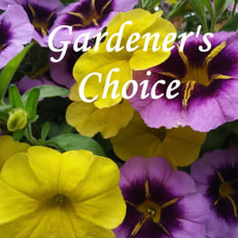 Close-up of purple and yellow pansy flowers with the words "Gardener's Choice"