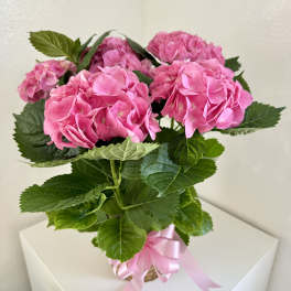 Pink hydrangea blooms in a basket tied with a pink ribbon