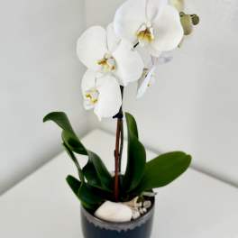White orchid plant in a dark ceramic pot with decorative stones