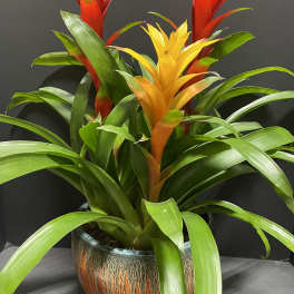 Potted bromeliad with red and yellow blooms