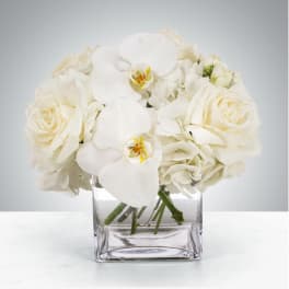 Linen by BloomNation™
