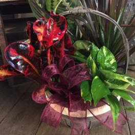 Basket of colorful tropical foliage with a sheer ribbon bow