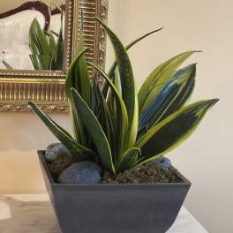 Potted snake plant in a rectangular black planter with decorative stones