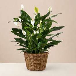 Potted peace lily in a woven basket planter