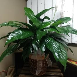 Potted peace lily plant with glossy green leaves and a white bloom in a woven basket