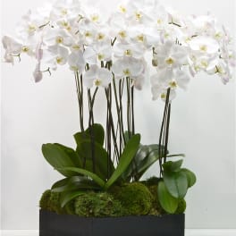 Tall white phalaenopsis orchids in a black rectangular planter with a moss-covered base.
