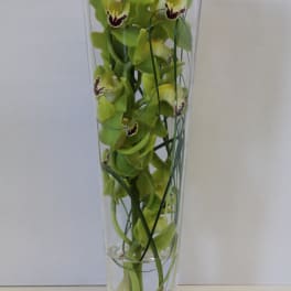 Modern Orchid