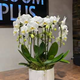 BP37 - Double White Orchid Large
