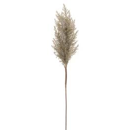 Single feathery beige dried stem on a white background