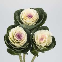 Kale - Flower Market