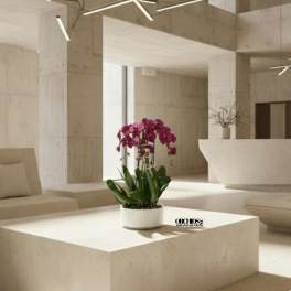 Prosperity Orchid Miami