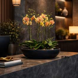 Potted orchid arrangement with peach blooms in a shallow black bowl