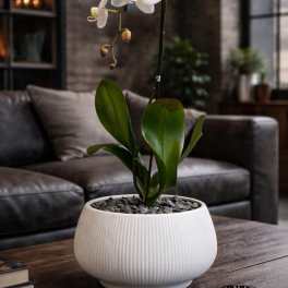 Opulent Orchid Miami