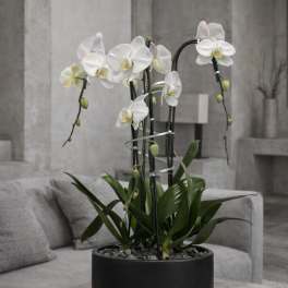 White orchids in a black planter on a gray table
