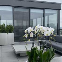White orchids in a shallow white bowl on a rooftop terrace