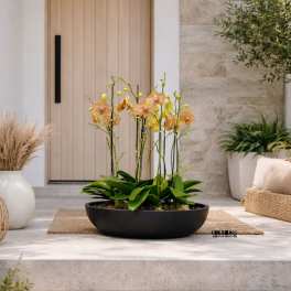 Potted orchid arrangement in a low black bowl on a porch