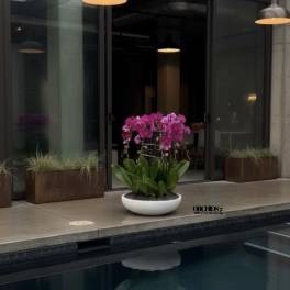 Pink orchids in a white bowl planter beside a pool
