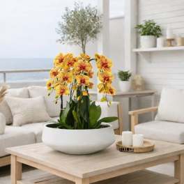 Yellow orchids arranged in a white bowl on a coffee table